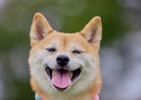 柴犬情感表達