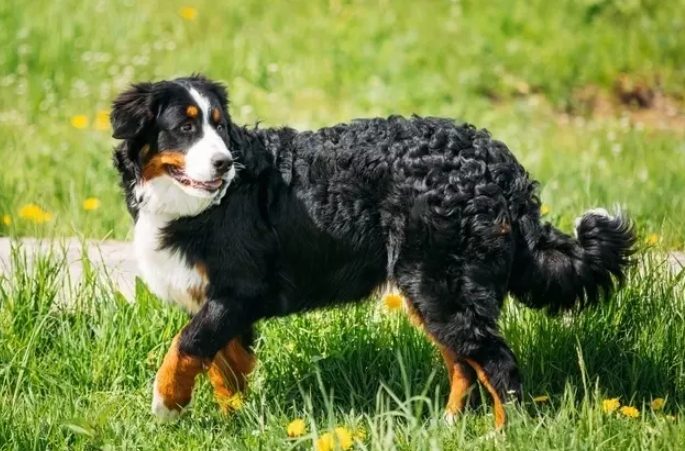 大型犬飼養
