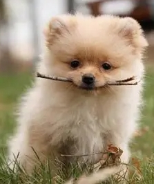 小型犬飼養