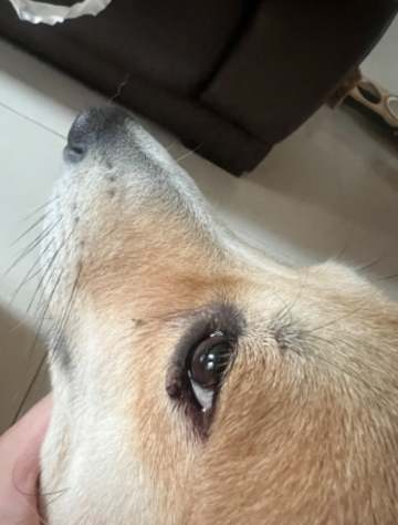 狗狗眼皮腫原因 狗狗眼皮腫原因