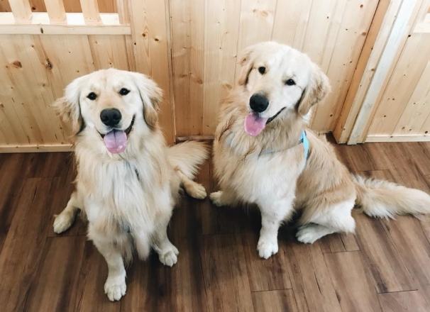 黃金獵犬飼養