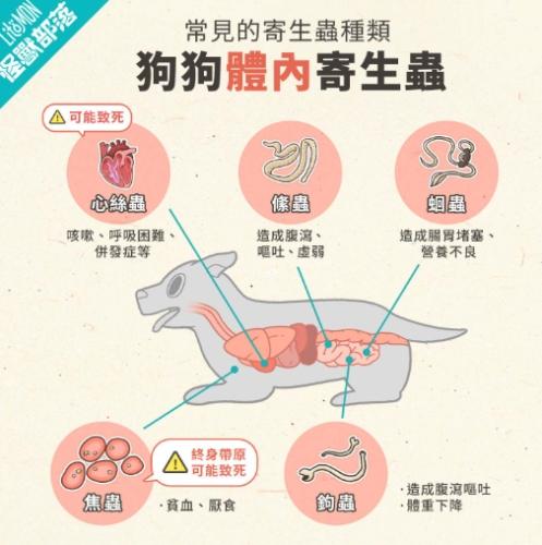 狗狗寄生蟲治療 狗狗寄生蟲治療