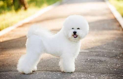 比熊犬優缺點 比熊犬優缺點