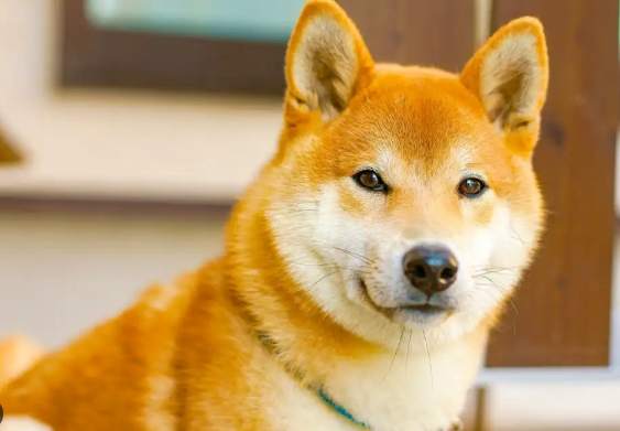 柴犬討厭主人 柴犬討厭主人