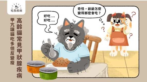 貓甲亢飲食管理 貓甲亢飲食管理