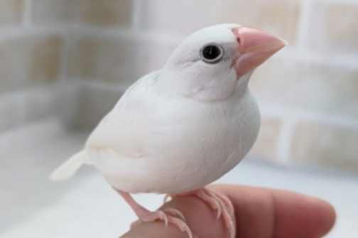 寵物鳥能力
