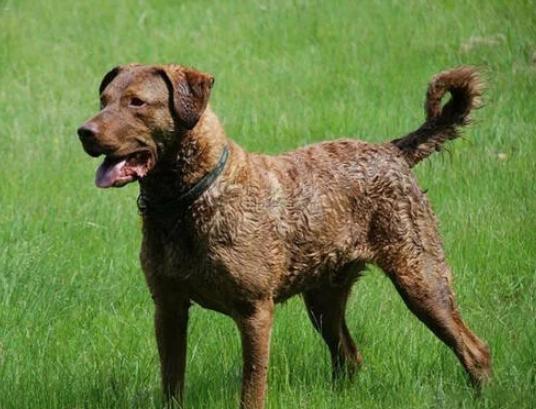 卷毛犬飼養指南 卷毛犬飼養指南