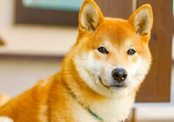 養柴犬費用 養柴犬費用