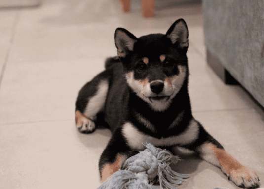 柴犬性格分析 柴犬性格分析
