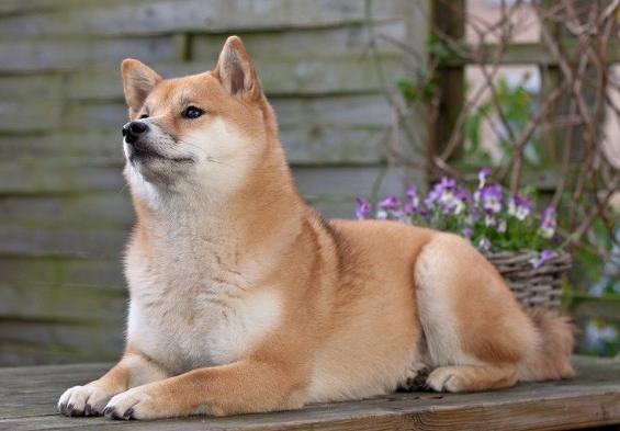 柴犬健康