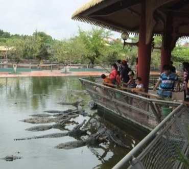 鱷魚農場交通方式 鱷魚農場交通方式
