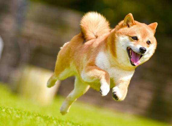 柴犬飲食指南