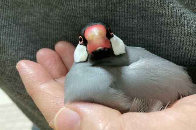 文鳥上手訓練 文鳥上手訓練