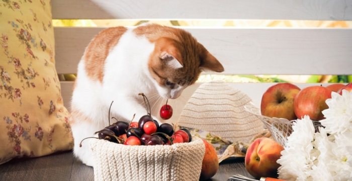 猫咪水果饮食 猫咪水果饮食