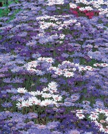 雛菊 花語 藍色