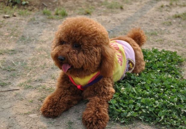 泰迪犬健康 泰迪犬健康