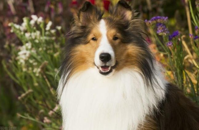 大型喜樂蒂牧羊犬 大型喜樂蒂牧羊犬