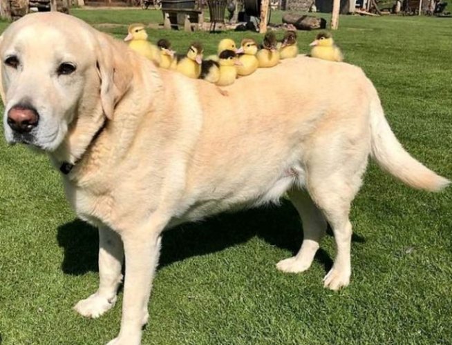 黃金獵犬訓練