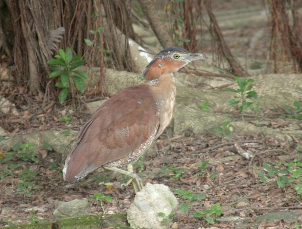 台灣鳥類保育級別 台灣鳥類保育級別