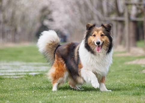 延長喜樂蒂牧羊犬壽命