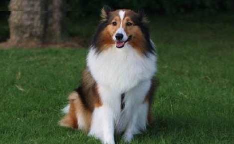 喜樂蒂牧羊犬性格