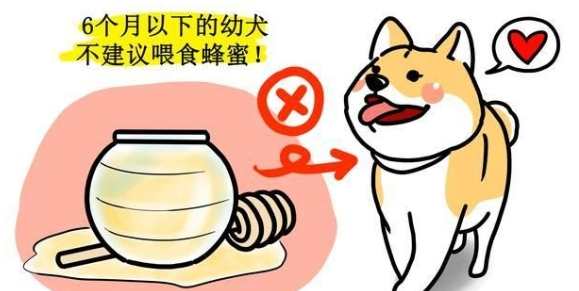 狗狗吃蜂蜜好處