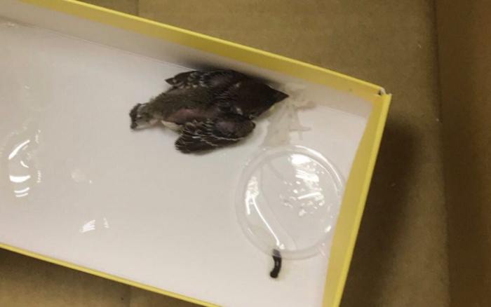 撿到幼鳥處理 撿到幼鳥處理
