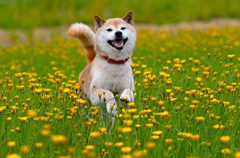 柴犬顏色概率 柴犬顏色概率