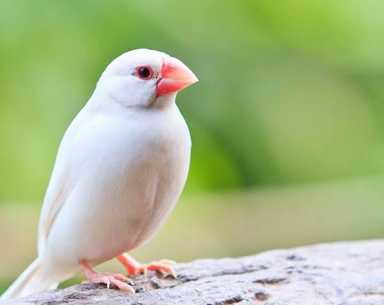 文鳥吹冷氣