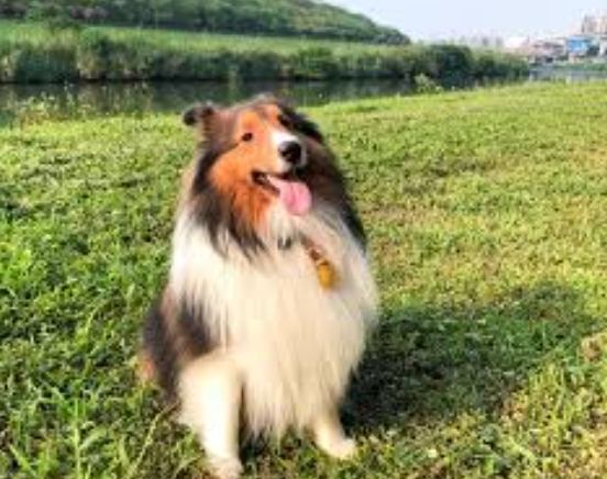 喜樂蒂牧羊犬性格