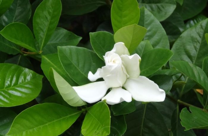 小雛菊與洋甘菊比較