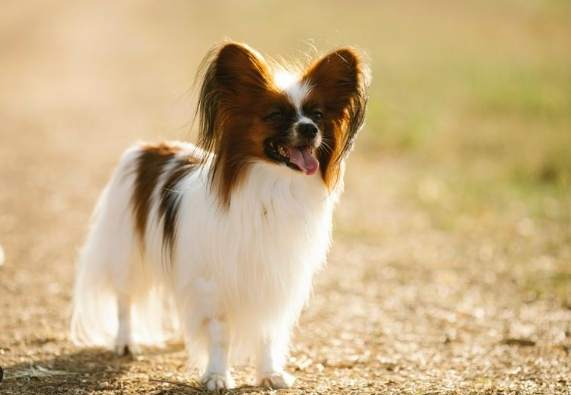 蝴蝶犬聰明程度 蝴蝶犬聰明程度
