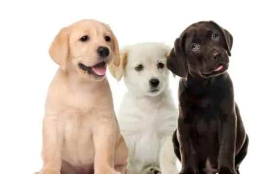 拉布拉多犬壞處 拉布拉多犬壞處