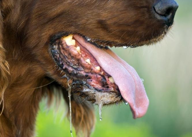 狗咬傷狂犬病預防