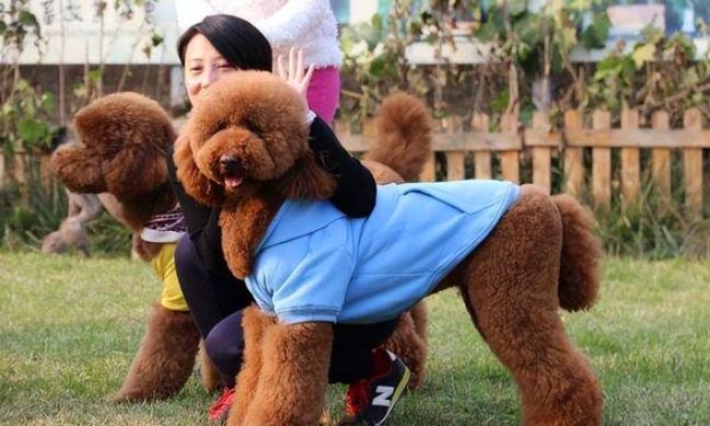 巨型貴婦狗飼養
