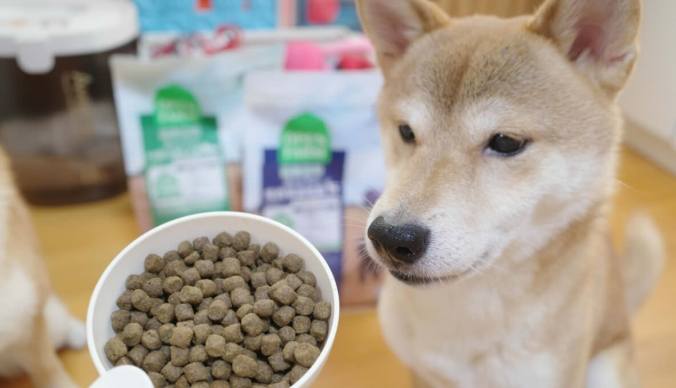 狗狗吃成犬飼料時間 狗狗吃成犬飼料時間