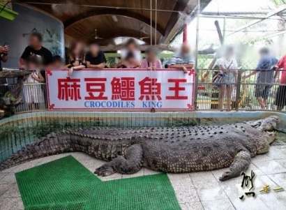 鱷魚農場交通方式 鱷魚農場交通方式