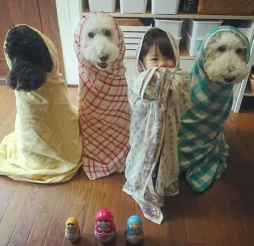 巨型貴婦狗飼養