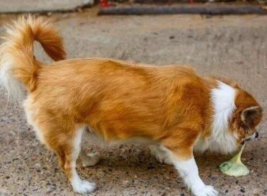 狗狗吐異物原因