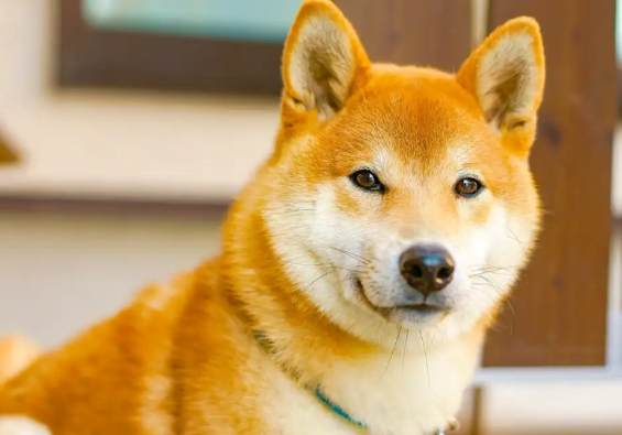 柴犬吠叫
