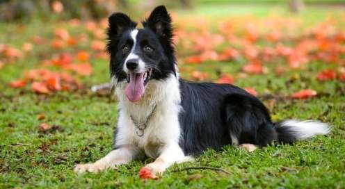 边境牧羊犬饲养