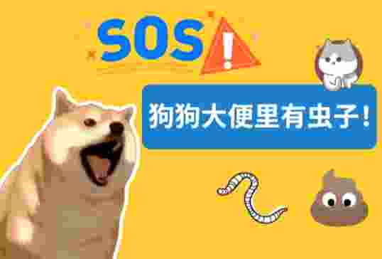 寵物健康檢查 寵物健康檢查