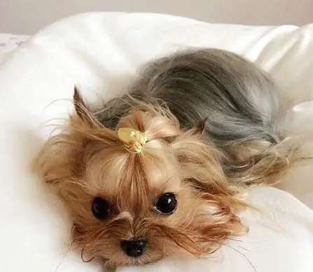 最小型犬飼養 最小型犬飼養