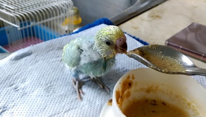 幼鳥飲水方法 幼鳥飲水方法