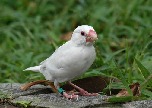 白文鳥訓練