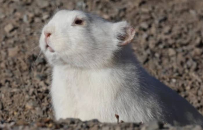 高原鼠兔飼養 高原鼠兔飼養