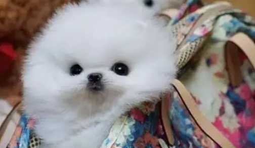 茶杯犬價格新加坡