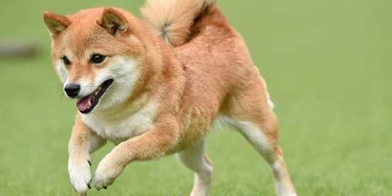 柴犬行為異常 柴犬行為異常