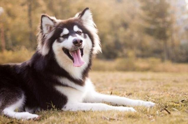 黃金獵犬訓練