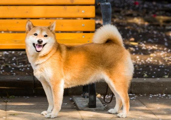 柴犬性格